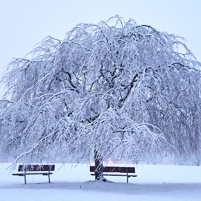 snow covered park benches